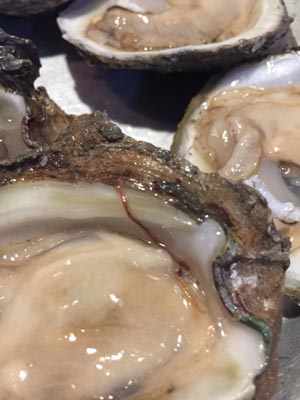 Photo: Mud worm on raw oyster half.