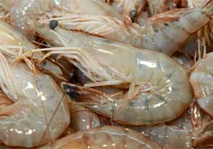 Photo: Louisiana Shrimp