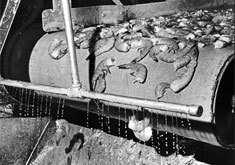 Photo: Historic photo of shrimp drying process.