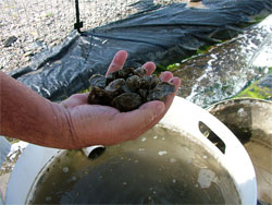 Photo: Oyster seed