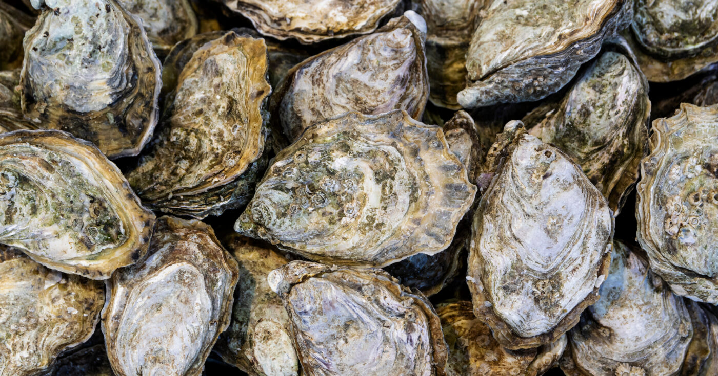 Close up on bunch of oysters