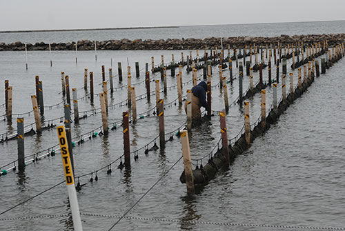 Photo: Alternative Oyster Culture