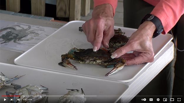 Image: Anatomy and Life Cycle of a Crab - For Older Students