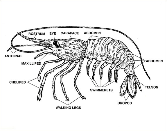 Image: Anatomy of a Shrimp