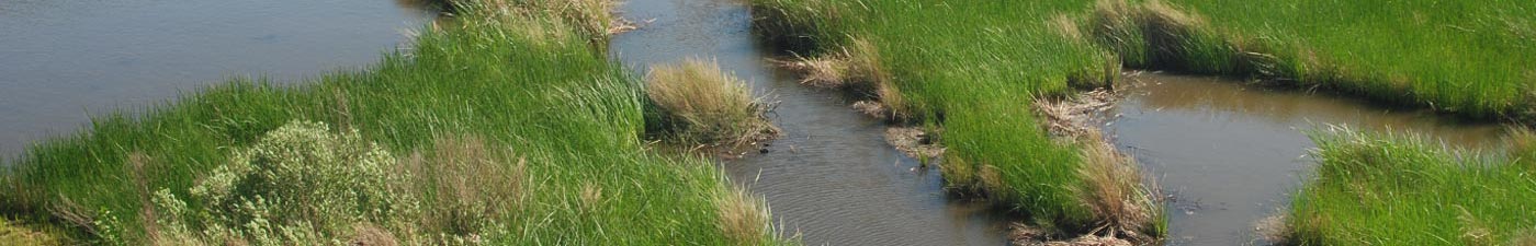 Estuary banner image.