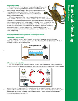 Image: Blue Crab Shedding fact sheet