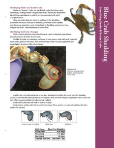 Image: Blue Crab Shedding Identifying Peeler and Buster Crabs pdf first page
