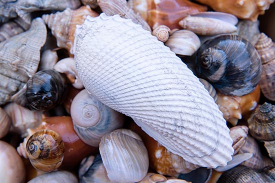 Photo: Shells