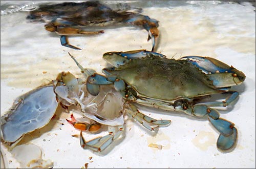 Photo: Crab Shedding