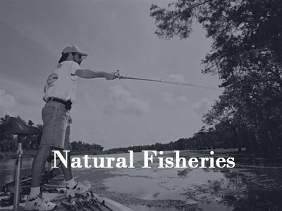 Natural Fisheries