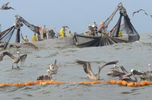 Fisheries-Menhaden-Industry