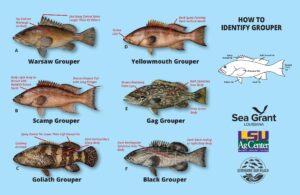 Image: How to Identify Grouper