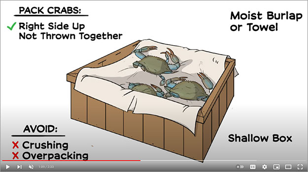 Image: Handling Peeler Crabs video