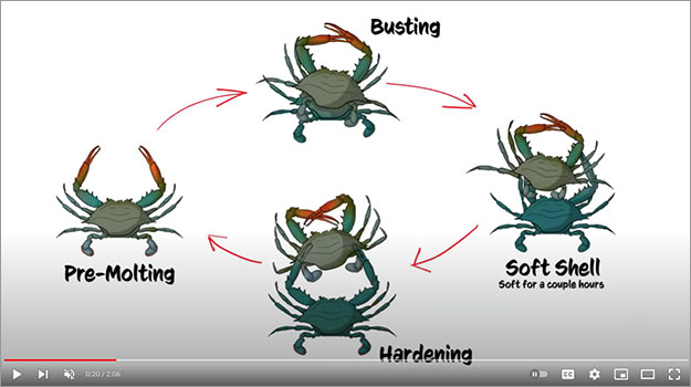 Image: Identifying Peeler Crab video