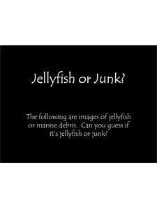 Jellyfish-or-Junk-game-cover