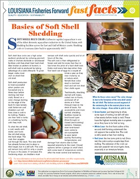 Image: Basics of Soft Shell Shedding