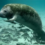 Manatee-USFWS-photo