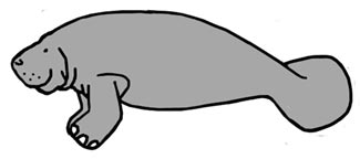 Manatee-graphic