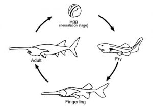 NFC-Paddlefish-Lifecycle