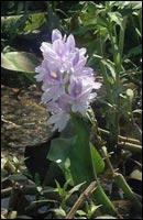 NIS-Water-Hyacinth