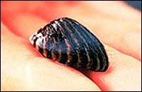 NIS-Zebra-Mussel