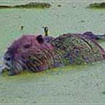 Nutria