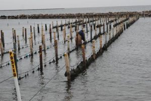 photo of a researcher in water checking hanging oyster cages