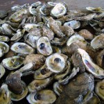 Oysters