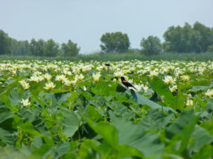 Image: Delta Wax Lake