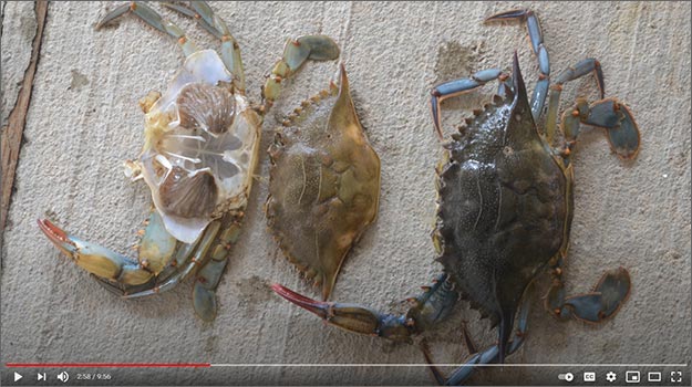 Image: Production and Sale of Soft-shell Blue Crabs Video