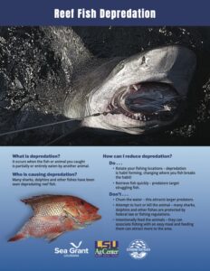 Image: Reef Fish Depredation