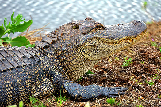 Photo: Alligator