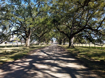 Photo: Oak Driveway