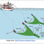 Image: Shrimping Vessels educational resource