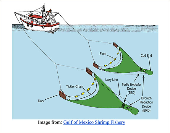 Image: Shrimping Vessels educational resource