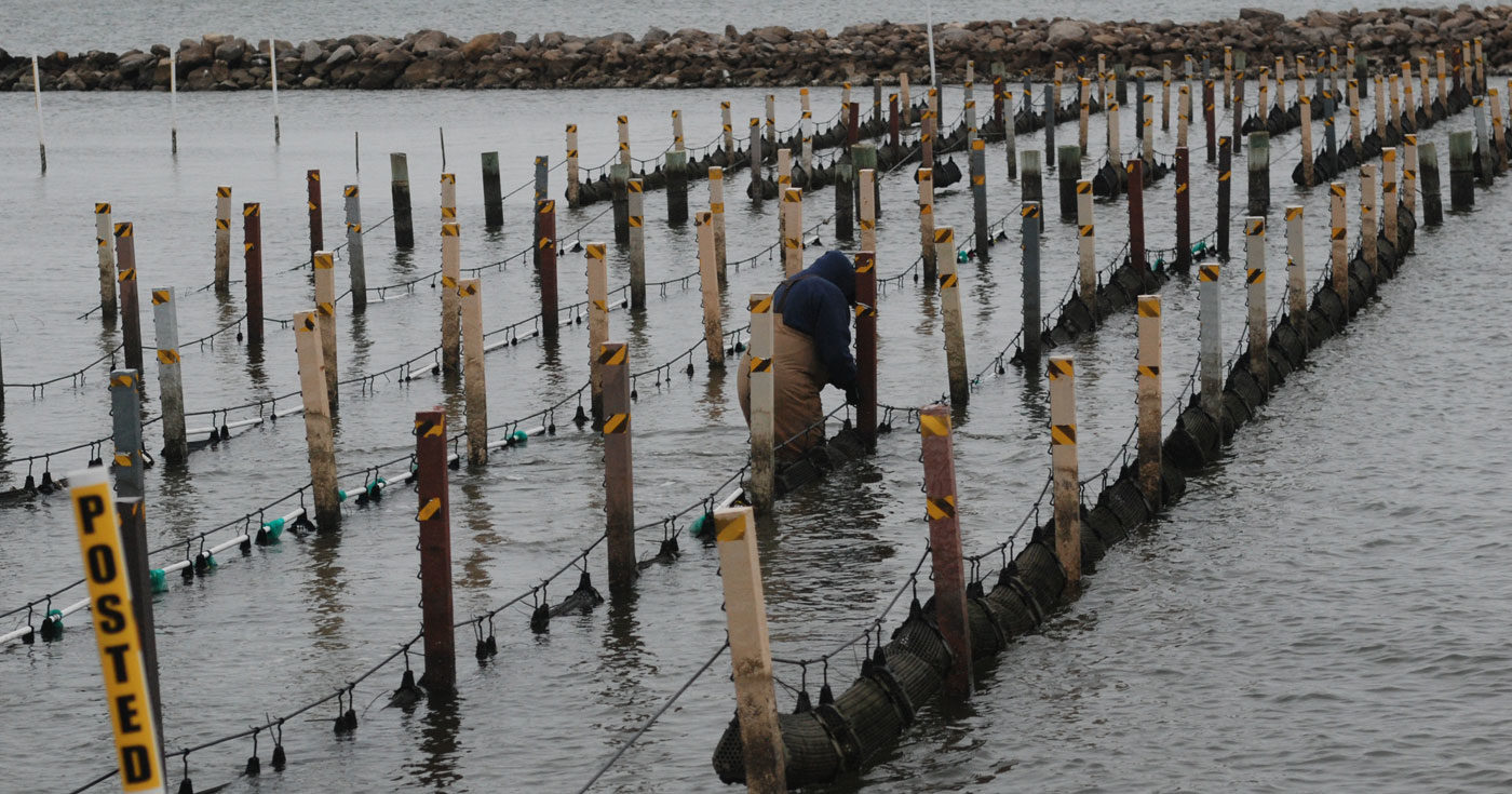 Photo: Alternative Oyster Culture