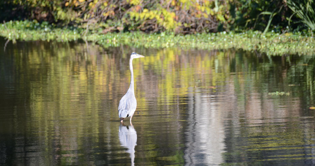 Photo: Bird