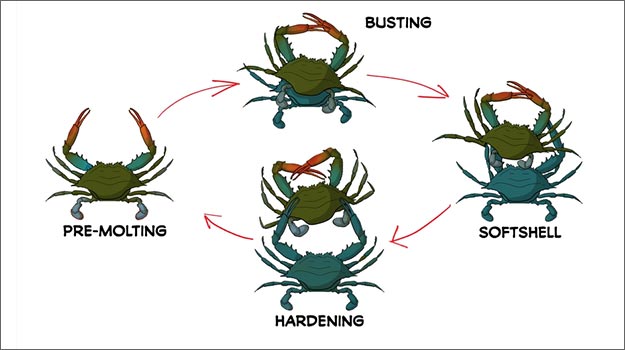 Image: Soft-Shell Crab Shedding Video