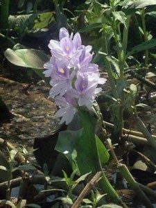 Water-Hyacinth