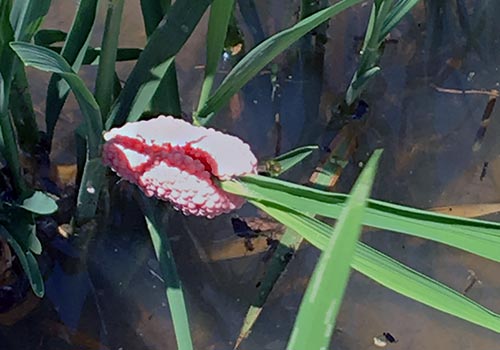 Apple Snail Eggs