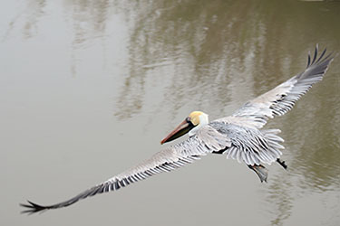 Photo: Pelican flying