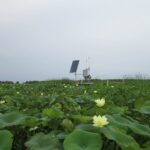 Image: Observation platform on Mike Island in Wax Lake Delta.