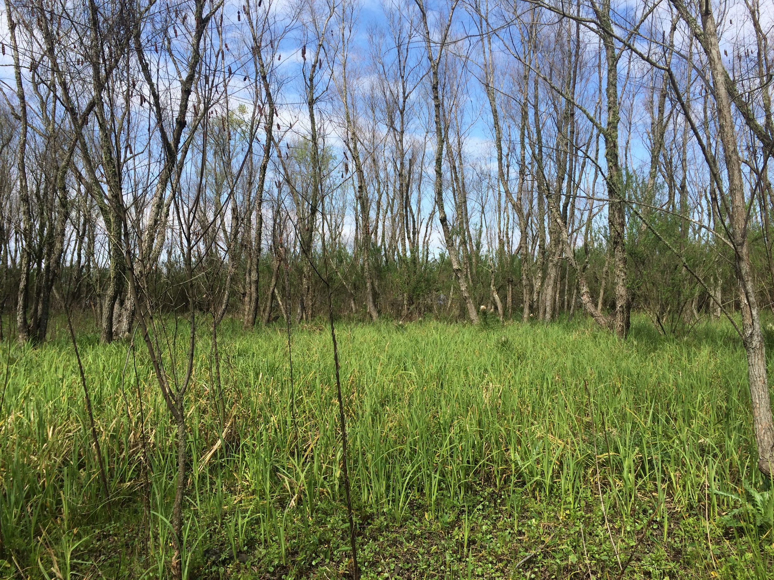 Image: Wax Lake Delta trees and greenery